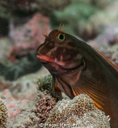 Portrait Red lips blenny by Magali Marquez 